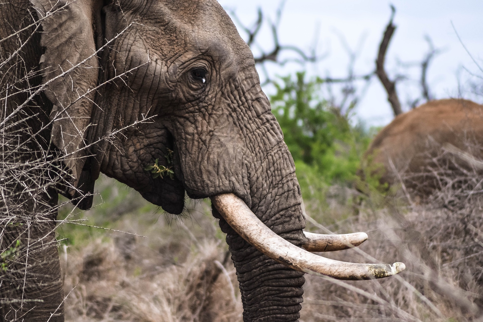 Tarangire National Park elephants